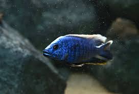 Photo #7 - This Is My 30 Gallon Cichlid Tank. It Has 1 Yello...