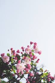 Perfect for wallpapers, web page backgrounds, surface textures. Summer Flowers Pictures Download Free Images On Unsplash