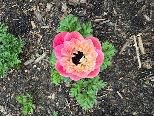 Why Roots to Petals Studio is Your Go-To Pittsburgh Flower Shop for Ev