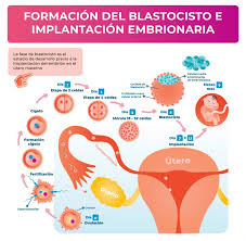 Implantacion Embrionaria Y Fallo De Implantacion Que Son