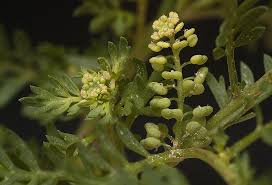 Image result for Coronopus didymus