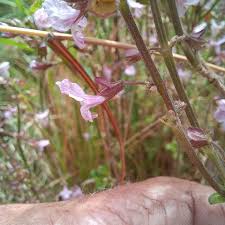 Image result for Micromeria imbricata