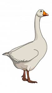 Goose Step By Step Drawing Tutorial Step 10 Bird Drawings Goose Drawing Drawings