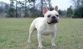 French Bulldog Dog Breed Information
