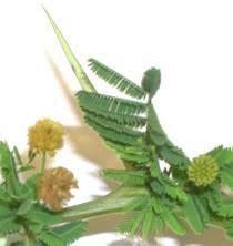 Image result for Embelia nilotica