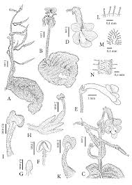 Image result for Streptocarpus goetzei