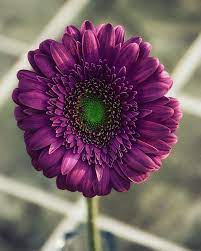 Poppin Daisy By Bill Tiepelman Beautiful Flowers Amazing Flowers Purple Daisy