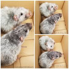 Binx A Silvermane Fluffy A Silvermane Harley Aww Cute Rat Cuterats Ratsofpinterest Cuddle Fluffy Animals Pets Cute Rats Cute Small Animals Pet Rats