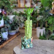 Image result for Dracaena sanderiana