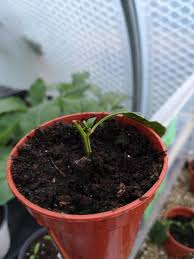 Remove the leaves from the node that is directly above the cut. Kevin Fortey On Twitter Signs Of Life Cuttings Taken From The Plant That Grew The World Record Bell Pepper Last Year Has Been Overwintered It Was Initially Grown In Propagateplants Rooting Sponges