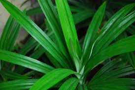 Daun pandan memiliki aroma wangi yang kuat dan khas sehingga banyak yang menggunakannya sebagai penyedap makanan alami. Anda Wajib Menanam Pandan Di Rumah Ini Alasannya Pertanianku