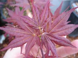 We did not find results for: Acer Palmatum Beni Hoshi Ubc Botanical Garden Forums