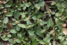 Image result for Alternanthera caracasana
