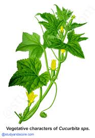 Image result for Cucurbitaceae