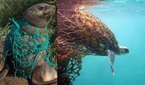 Globally, 100,000 marine mammals die every year as a result of plastic pollution. How Marine Debris Is Impacting Marine Animals Response Restoration Noaa Gov