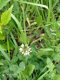 Image result for Trifolium isthmocarpum