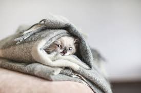 What causes sudden aggression in felines? How Cold Is Too Cold For Cats In A House