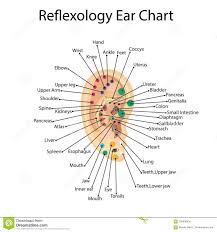 Reflex Zones On The Ear Acupuncture Points On The Ear Stock