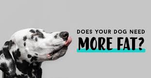 What do you think about fat dogs? How Fat Is The Optimal Fuel Source For Dogs The Bones Co