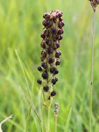 Image result for Corycium