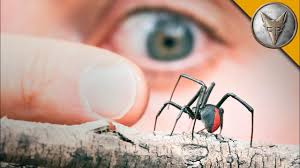 The female black widow spider bite is 15 times as toxic as the venom of the widow spiders (genus latrodectus) are the best known and largest of the cobweb weavers (family theridiidae). More Dangerous Than A Black Widow Youtube