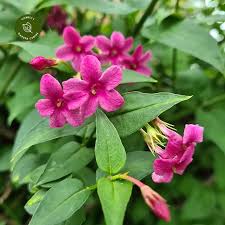 Image result for Jasminum beesianum