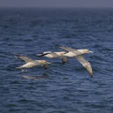Birds Of Cape Cod National Seashore Cape Cod National Seashore Birds In 2020 Cape Cod Photography Cape Cod Wall Art Beach Art Prints