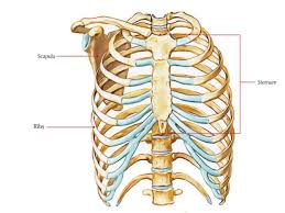 Human anatomy detail of chest and shoulder. Bones Of Thorax