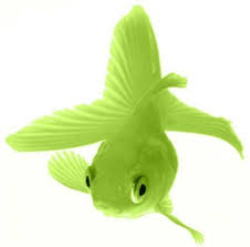 Fancy Have You Ever Seen A Green Gold Fish Neither Have I But He D Be Cute Quilled Shades Of Green Simple Green Green Item