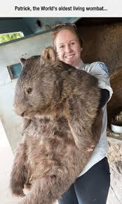 It S Like A Gigantic Hamster Cute Animals Animals Beautiful Animals
