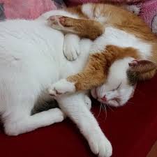 Boyle De Yatariz Biiizz Kedisizolmaz Kedi Cat Cats Eveningcat Catoftheday Kediaski Miy Cats Animals Kitty