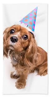 1800flowers.com has been visited by 100k+ users in the past month Happy Birthday Puppy Beach Towel For Sale By Edward Fielding