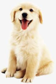Cao Padrao O Cao Golden O Cao Png E Psd Retriever Puppy Golden Retriever Puppy Cute Dogs