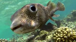 The porcupinefish, in case of danger can inflate itself by swallowing water to deter the potential predator with its larger volume and it can raise its spines. Spot Fin Porcupinefish Diodon Hystrix Youtube