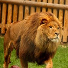Перевод слова lion, американское и британское произношение, транскрипция, словосочетания, однокоренные слова, примеры использования. Lion Animal Experiences At Wingham Wildlife Park In Kent