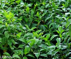 Image result for Psychotria succulenta