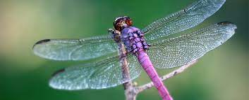Account Suspended Dragonfly Images Dragonfly Meaning Dragonfly