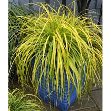 Image result for Carex brassii