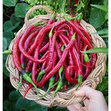 It is usually a moderately hot chili pepper used to flavor dishes. Red Rainbow Cayenne Chili Chilli Hot Pepper Plant Seeds Shopee Philippines