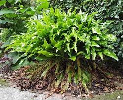 Image result for Asplenium staudtii