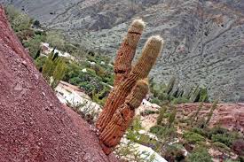 They are not cold or frost hardy, but can be moved outside to a warm patio in partial. A Lonely Cactus Growing On A Hill In Humahuaca Jujuy Argentina Stock Photo Picture And Royalty Free Image Image 12093307