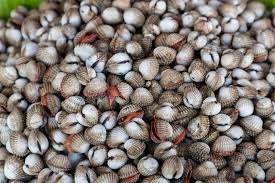 Fruits De Mer De Coque Photo Stock Image Du Coque Fruits 69521400
