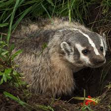 The american badger is a fixture across the plains and woodlands of the central united states. American Badger The Animal Spot