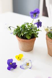 You do not need to be an expert in watercolour to learn how to paint pansies. Pretty Watercolor Pansies Video