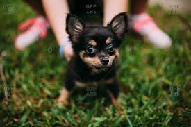 There is 1 boy and. Black And Brown Chihuahua Puppy Stock Photo Offset