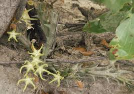 Image result for Orbea rogersii