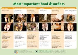 Image result for hoof disease chart for cow