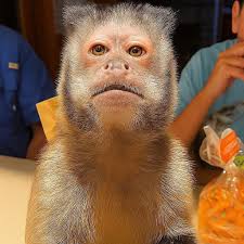 La Veneno Estrenando Moto