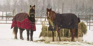 Cold Weather Tips For Horse Owners The Horse