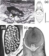 From bed bugs, cockroaches or termites to raccoons, birds, bats and more. Bioinspired Engineering Of Thermal Materials Tao 2015 Advanced Materials Wiley Online Library